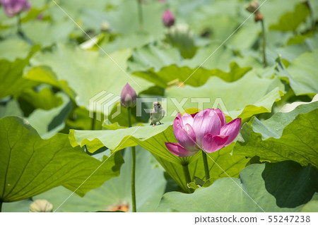 花蓮和麻雀 花蓮和麻雀 55247238