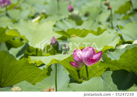 花蓮和麻雀 花蓮和麻雀 55247239