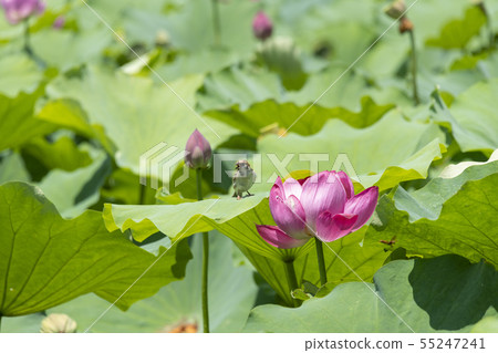 花蓮和麻雀 花蓮和麻雀 55247241