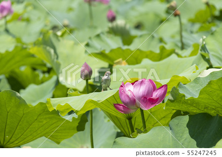 花蓮和麻雀 花蓮和麻雀 55247245