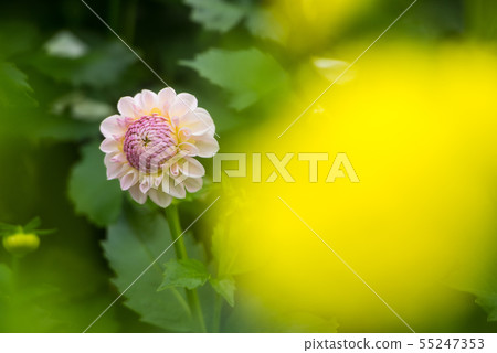 大麗花 大麗花 55247353