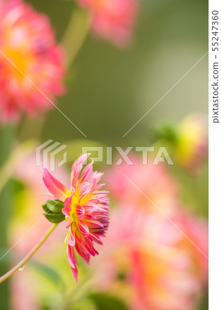 Dahlia Dahlia 55247360