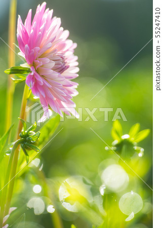 Dahlia Dahlia 55247410
