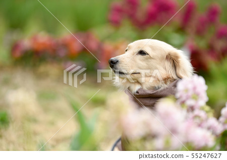 Miniature Dax Miniature Dax 55247627