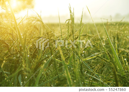 Golf ball and golf club in beautiful golf course a Golf ball and golf club in beautiful golf course a 55247860