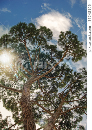Leafy pine tree on a sunny day in Tuscany 55248106