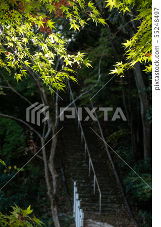 Saori寺廟秋葉 55248497