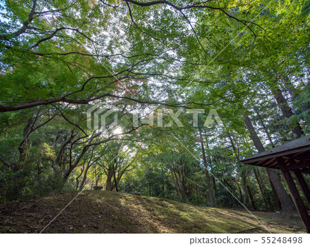 Saori寺廟秋葉 55248498