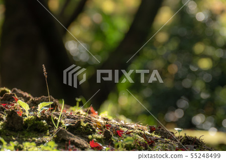 Saori寺廟秋葉 55248499