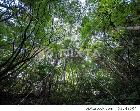 Autumn leaves of Saori temple 55248504