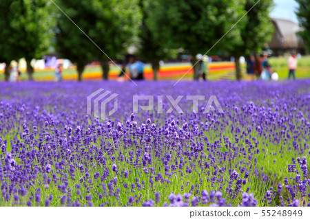 Furano's lavender field 55248949