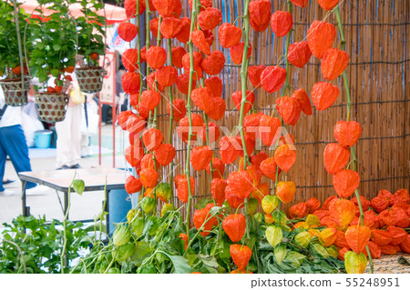 Asakusa Honzuki City Asakusa Honzuki City 55248951