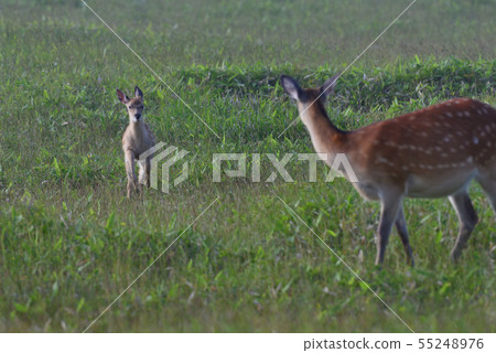 Ezo deer child 7 (Hokkaido) 55248976