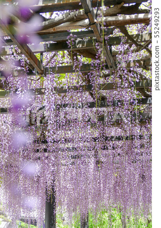 Shintoyado Kumano Kaido Road Shintoyado的Noda Fuji主要家庭的紫藤 Shintoyado Kumano Kaido Road Shintoyado的Noda Fuji主要家庭的紫藤 55249293