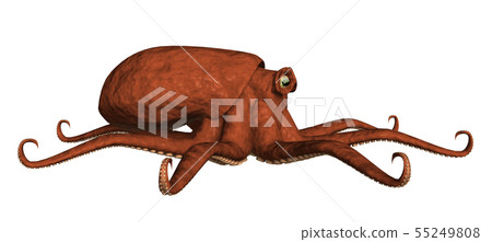 octopus octopus 55249808