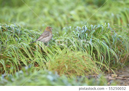 Ginzan Mashiko女（北海道） 55250032