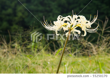 Asuka村的群集孤挺花 Asuka村的群集孤挺花 55250170