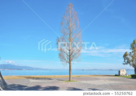 琵琶湖的秋天 55250762