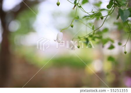 Clematis flower 55251355