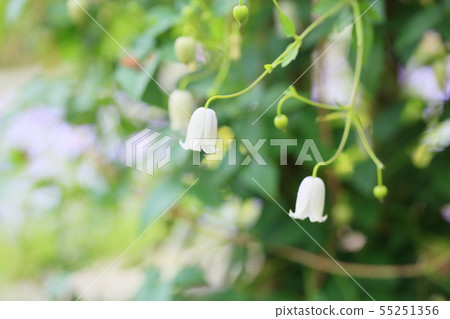 Clematis flower 55251356