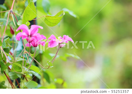 Clematis flower inspiration 55251357