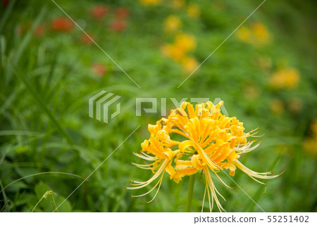 A cluster amaryllis of Asuka village A cluster amaryllis of Asuka village 55251402