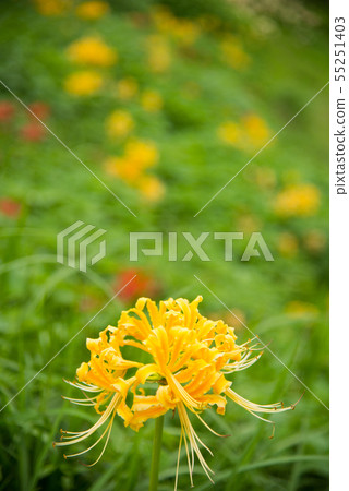 A cluster amaryllis of Asuka village 55251403