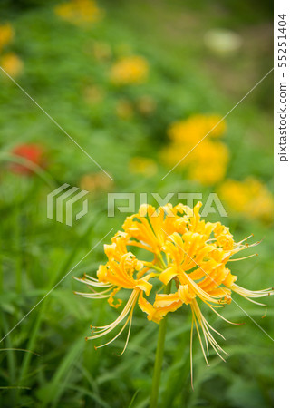 A cluster amaryllis of Asuka village A cluster amaryllis of Asuka village 55251404