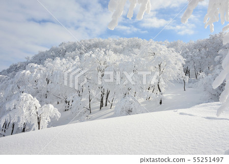 新鮮的下雪的Mt. Hakkai森林 55251497