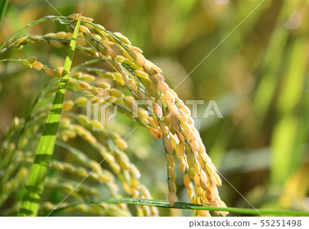 Golden ear of rice "Uonuma Koshihikari" 55251498