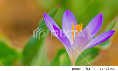 Crocus 16: 9 55251800