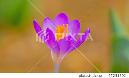 Crocus 16: 9 Crocus 16: 9 55251802