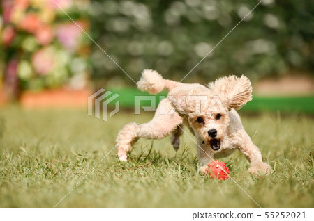 玩具貴賓犬 55252021