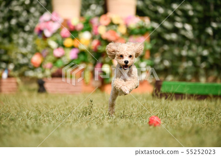 toy poodle  55252023
