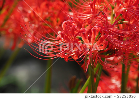 群集孤挺花 群集孤挺花 55253056