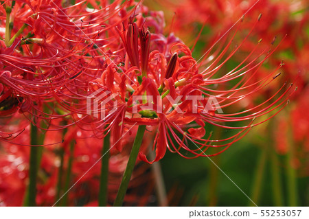 Cluster amaryllis Cluster amaryllis 55253057