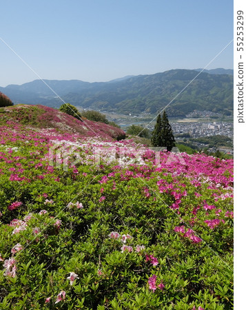杜鵑花和紫藤在大濠縣的Fujiyama築架 55253299