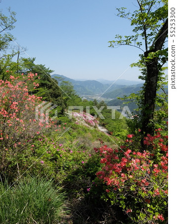 杜鵑花和紫藤在大濠縣的Fujiyama築架 55253300