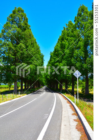 新鮮的綠色Makino鎮水杉被排行的樹 55253301