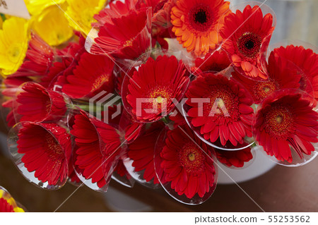 紅瑪格麗特 55253562