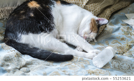 The cat is lying on the bed near the bottle with sleeping pills. Insomnia concept The cat is lying on the bed near the bottle with sleeping pills. Insomnia concept 55253621