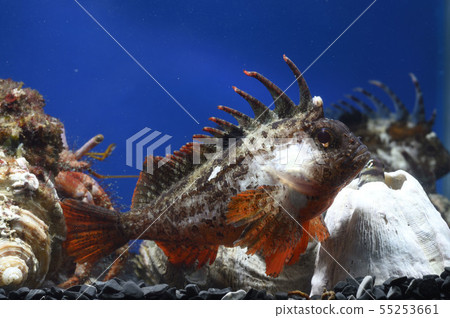 Haokoze in the back Ishida Tamiya Dokari and Nabeka Haokoze in the back Ishida Tamiya Dokari and Nabeka 55253661