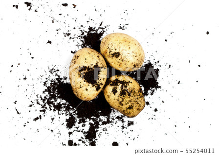 Fresh organic potatoes and soil isolated on white Fresh organic potatoes and soil isolated on white 55254011