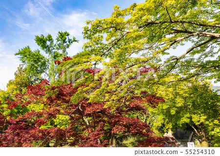 Autumn leaves in summer Kyoto Kanshu-ji 55254310