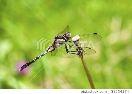 Mugiwararatombo 55254374