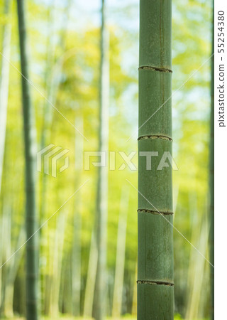 Kyoto Prefecture Mukaichi City · diameter of bamboo Kyoto Prefecture Mukaichi City · diameter of bamboo 55254380