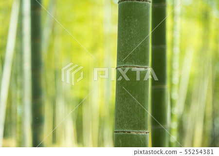 Kyoto Prefecture Mukaichi City · diameter of bamboo Kyoto Prefecture Mukaichi City · diameter of bamboo 55254381