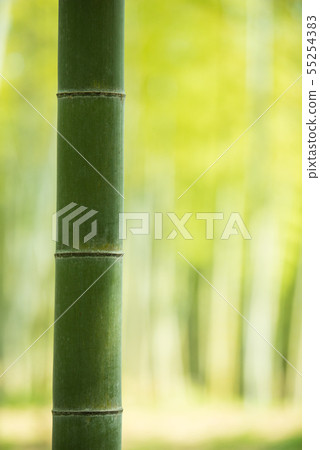 京都府Mukaichi市·竹子的直徑 55254383