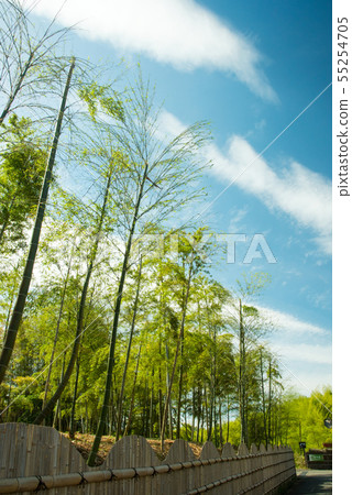 Kyoto Prefecture Mukaichi City · diameter of bamboo 55254705