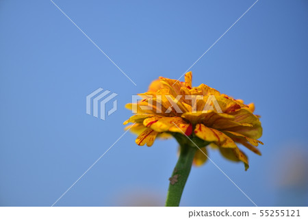 百日草和百草 55255121